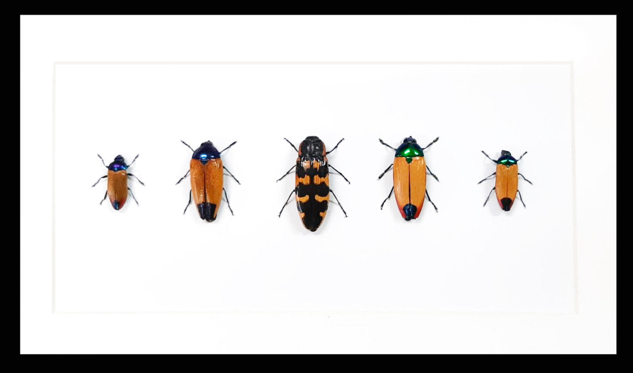 Australian Jewel Beetles