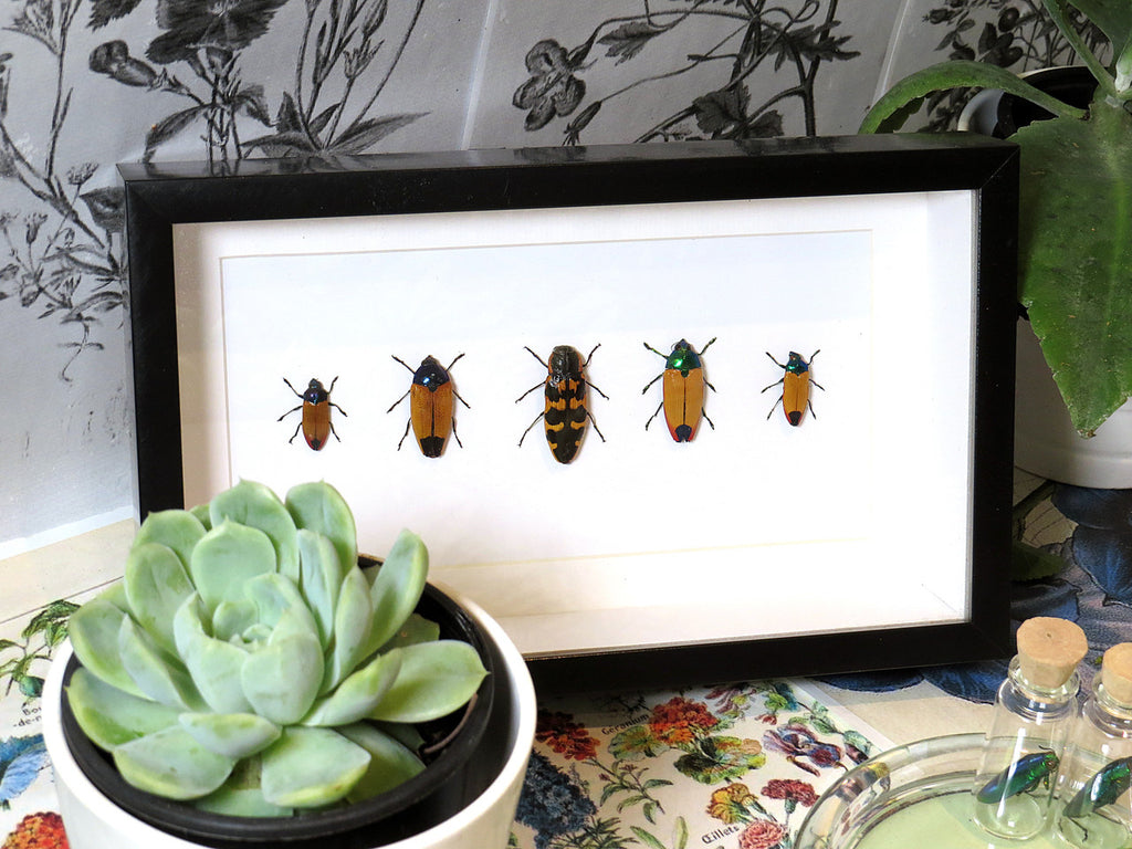 Australian Jewel Beetles