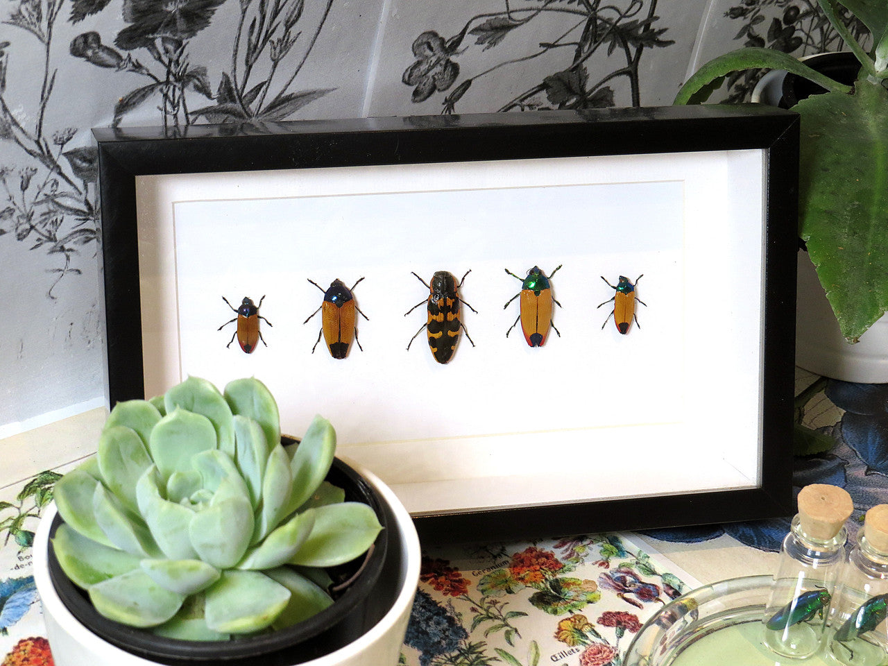 Australian Jewel Beetles