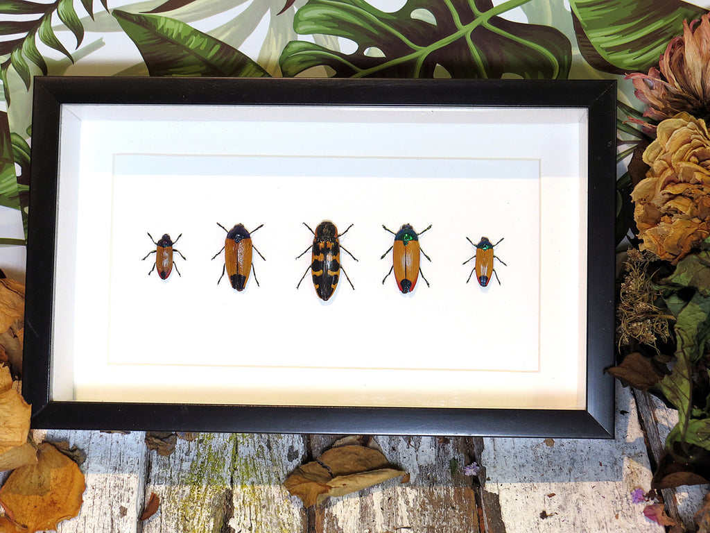 Australian Jewel Beetles