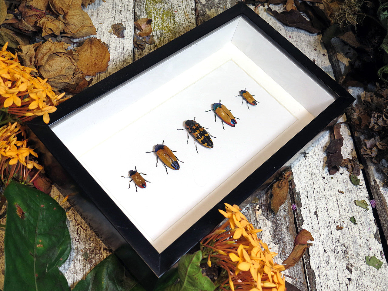 Australian Jewel Beetles