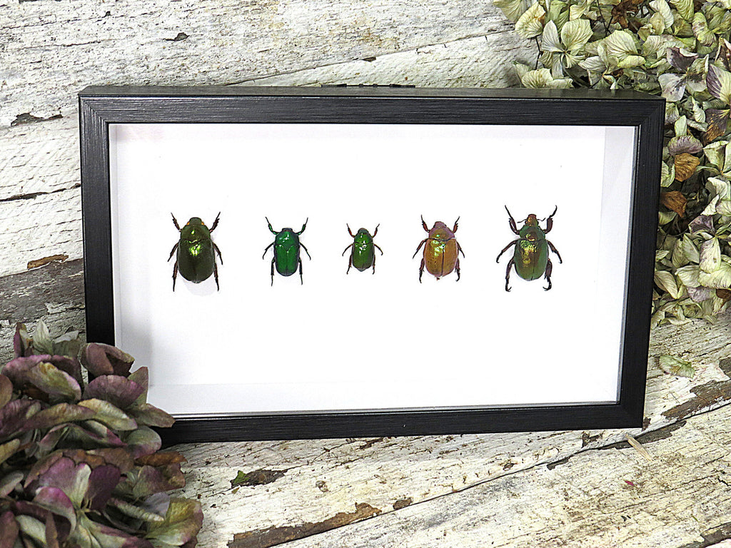 Australian Jewel beetle 5