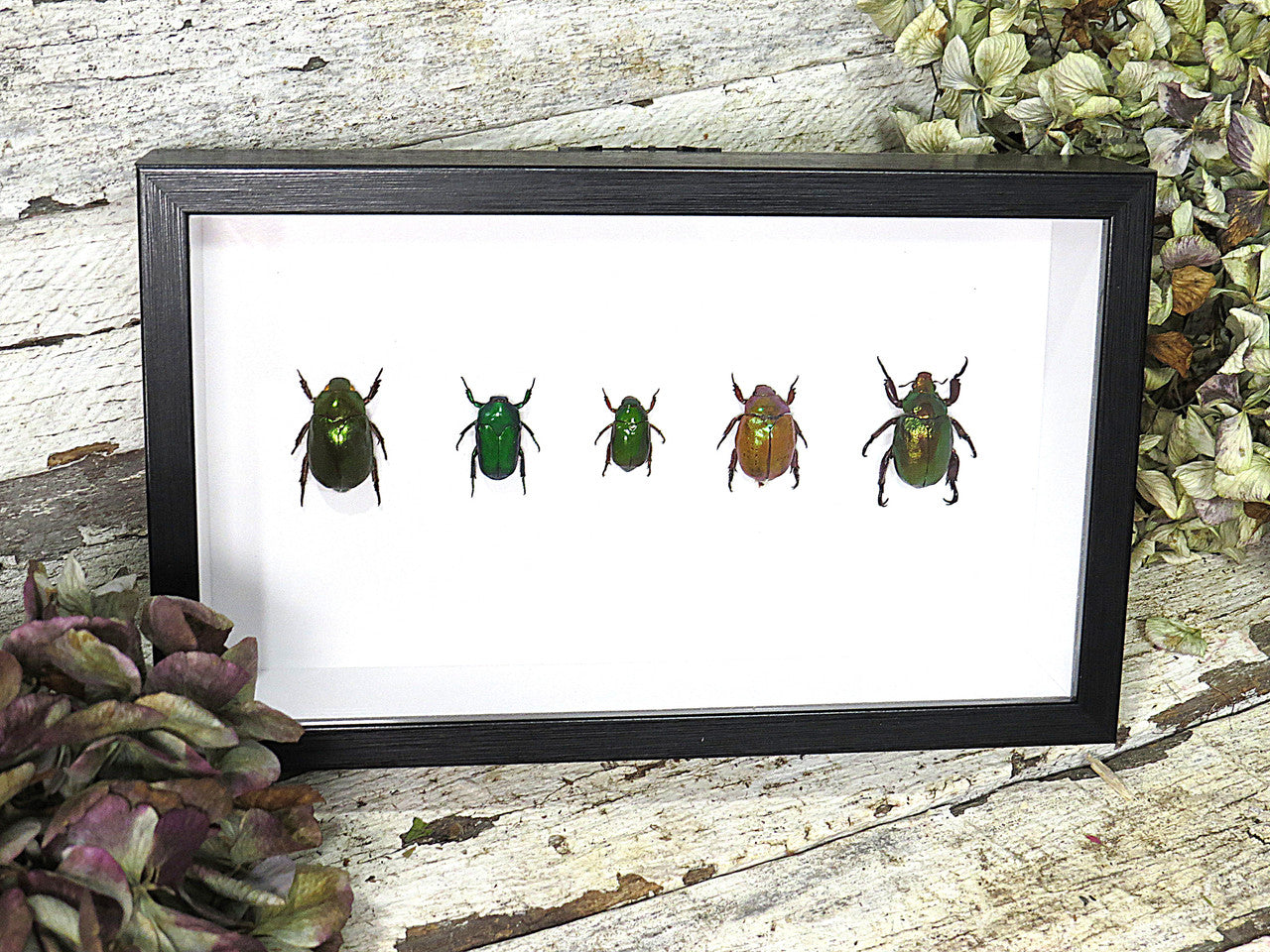 Australian Jewel beetle 5
