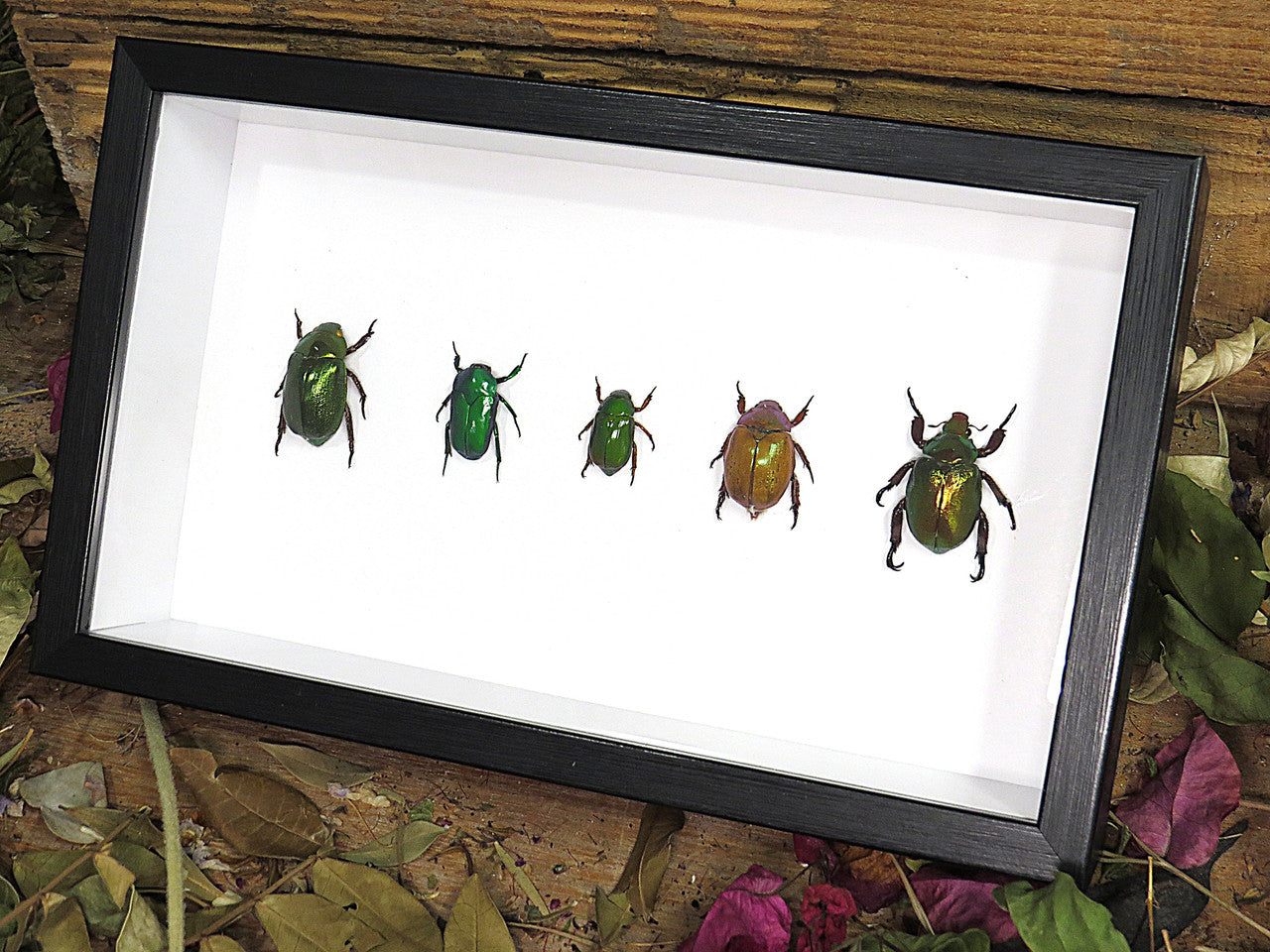 Australian Jewel beetle 5