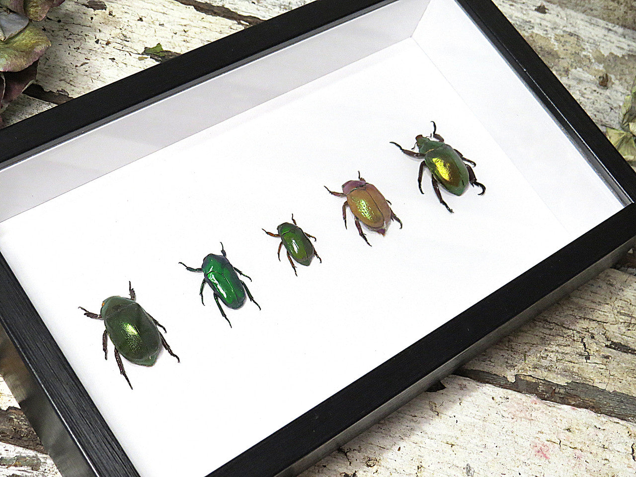 Australian Jewel beetle 5