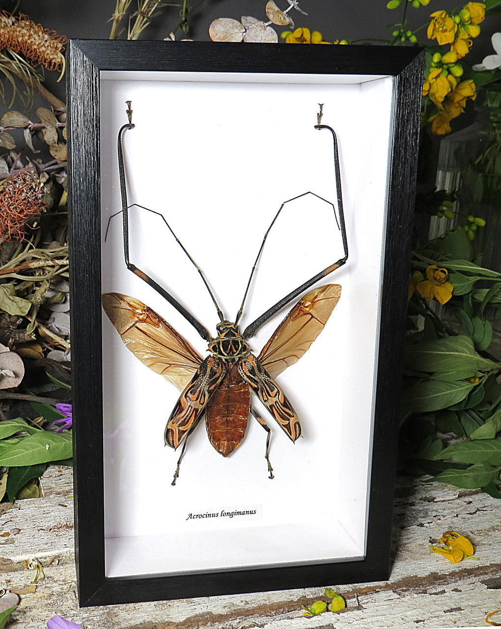  Acrocinus longimanus 