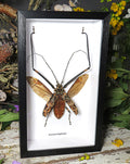  Acrocinus longimanus 