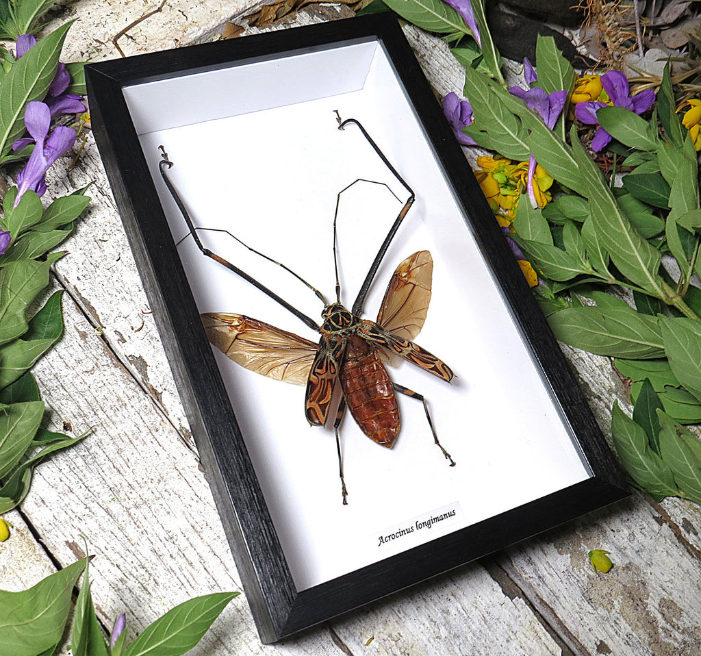  Acrocinus longimanus 