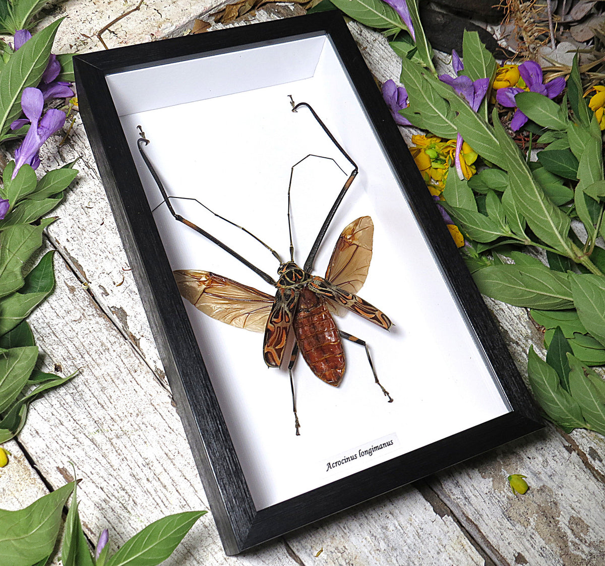  Acrocinus longimanus 