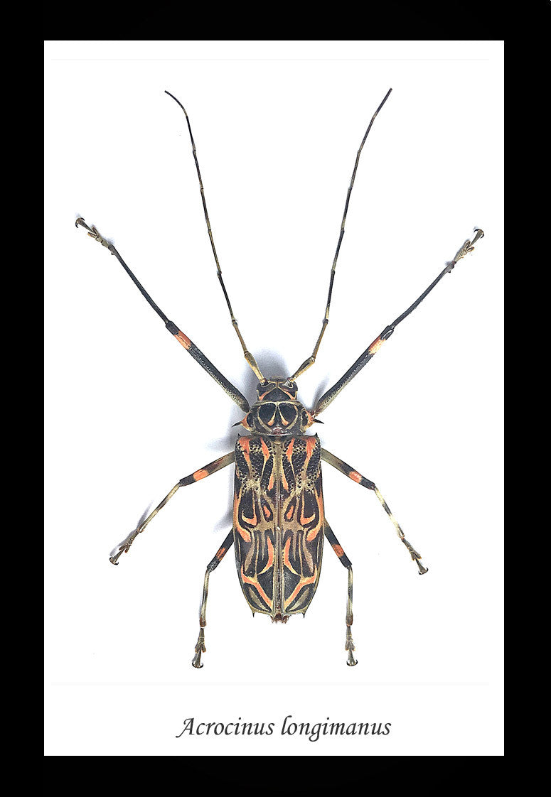 Acrocinus longimanus
