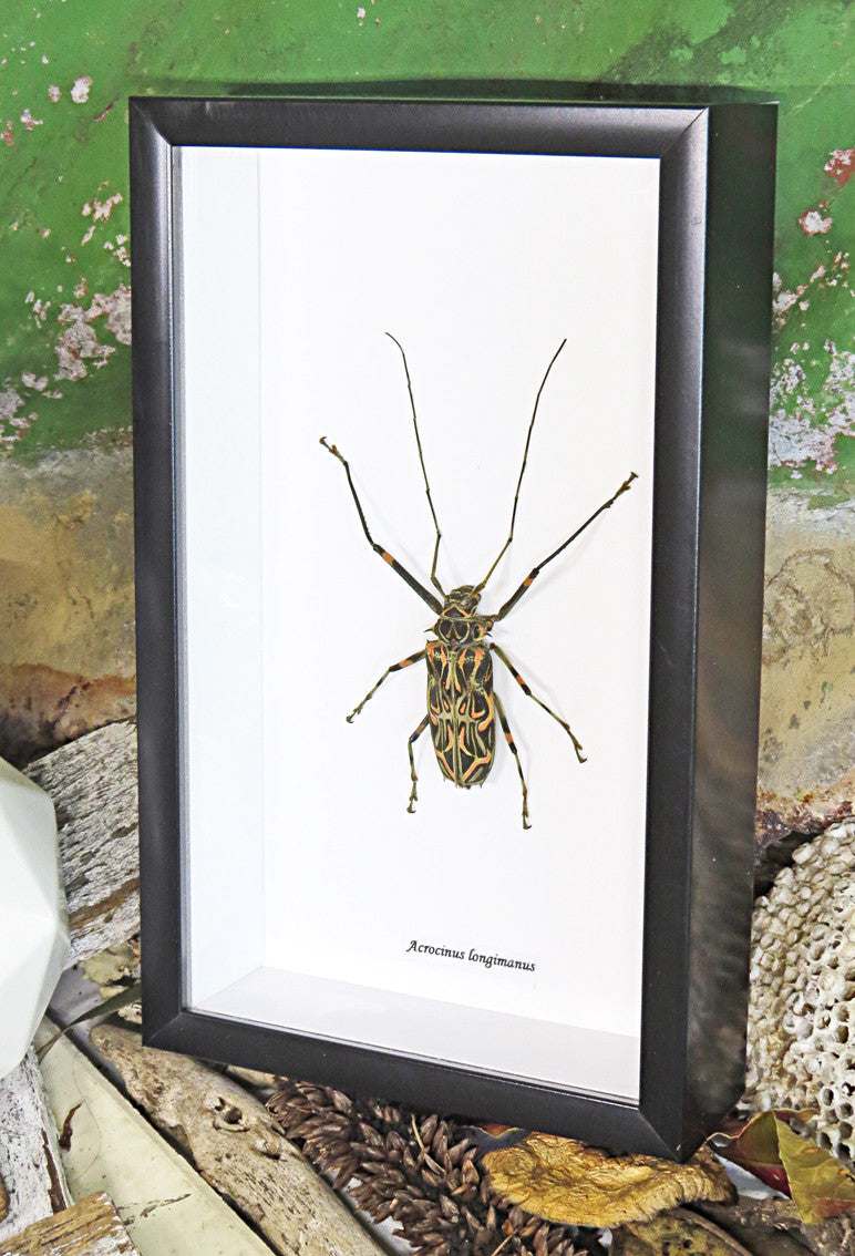 Longhorn beetle Acrocinus longimanus Bits & Bugs