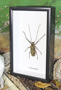 Longhorn beetle Acrocinus longimanus Bits & Bugs