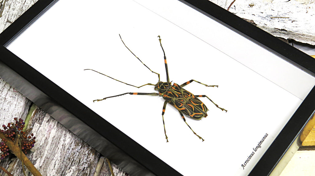 Longhorn beetle Acrocinus longimanus Bits & Bugs