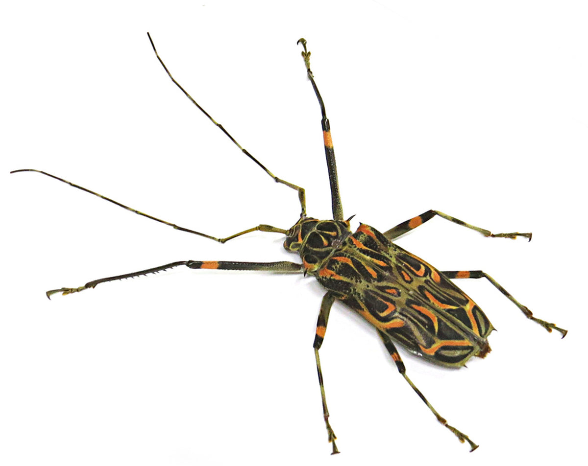 Acrocinus longimanus