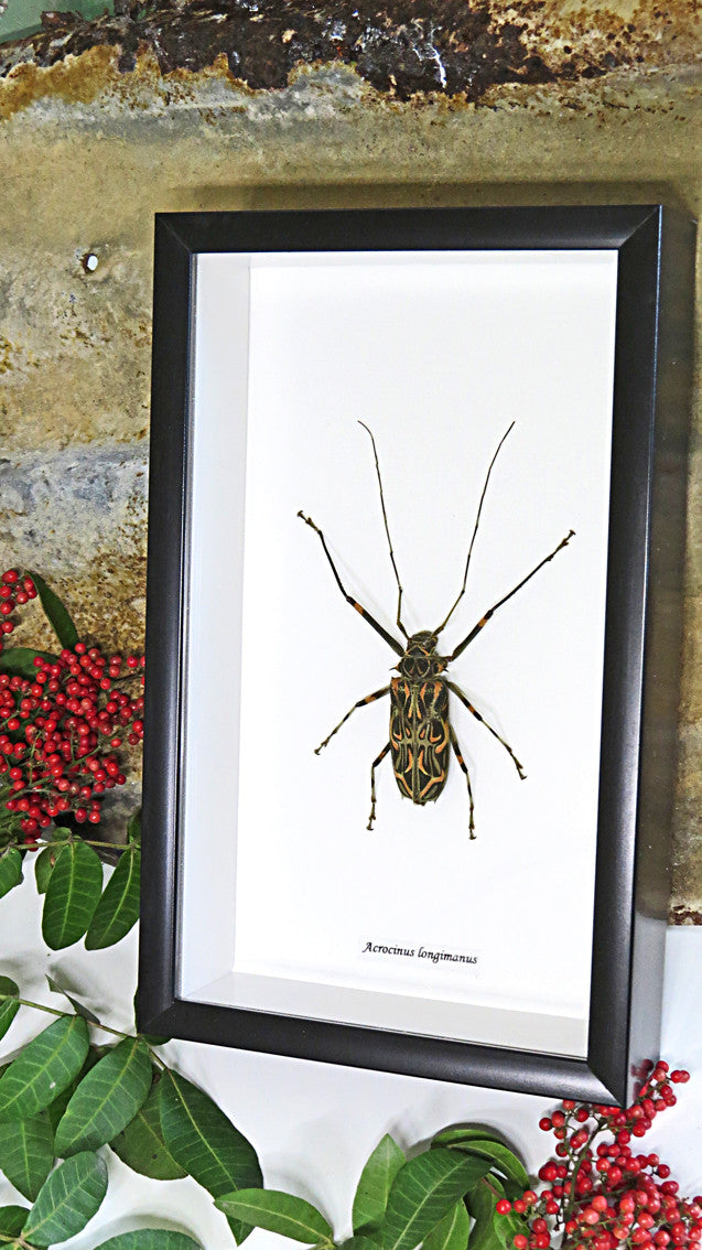Longhorn beetle Acrocinus longimanus Bits & Bugs
