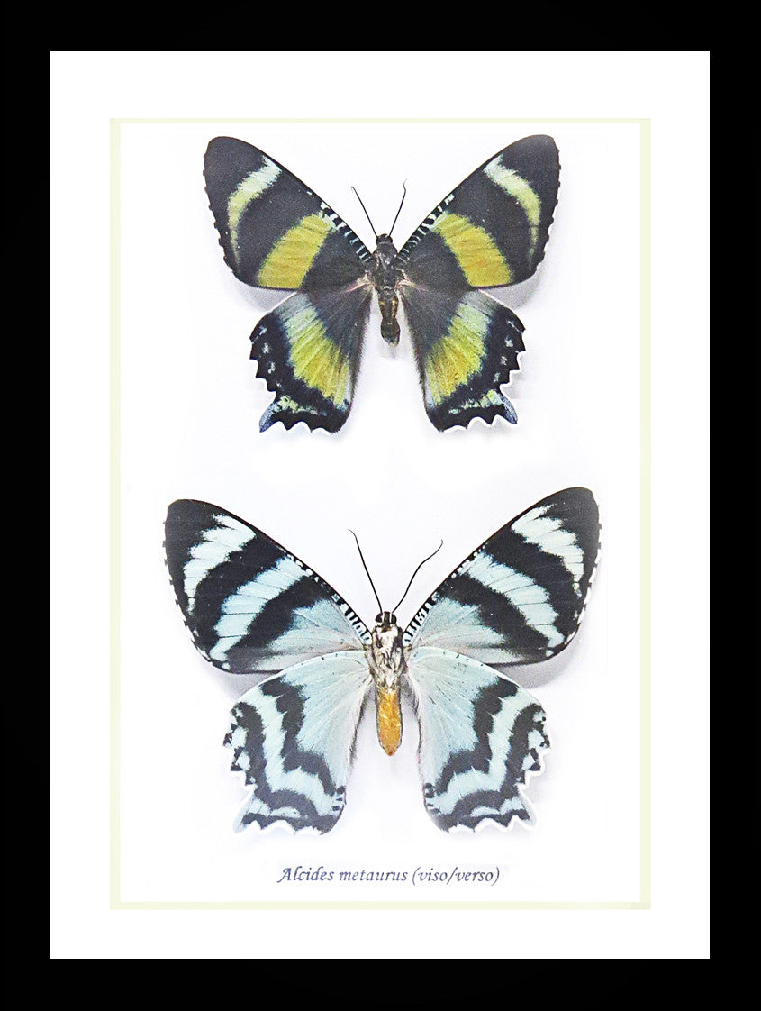 Australian moth Alcides metaurus Bits & Bugs 