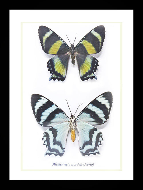 Australian moth Alcides metaurus Bits & Bugs 