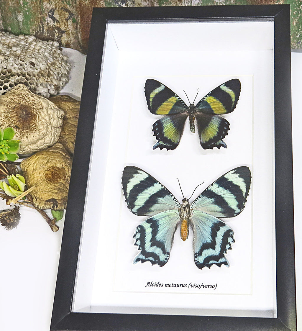 Australian moth Alcides metaurus Bits & Bugs 