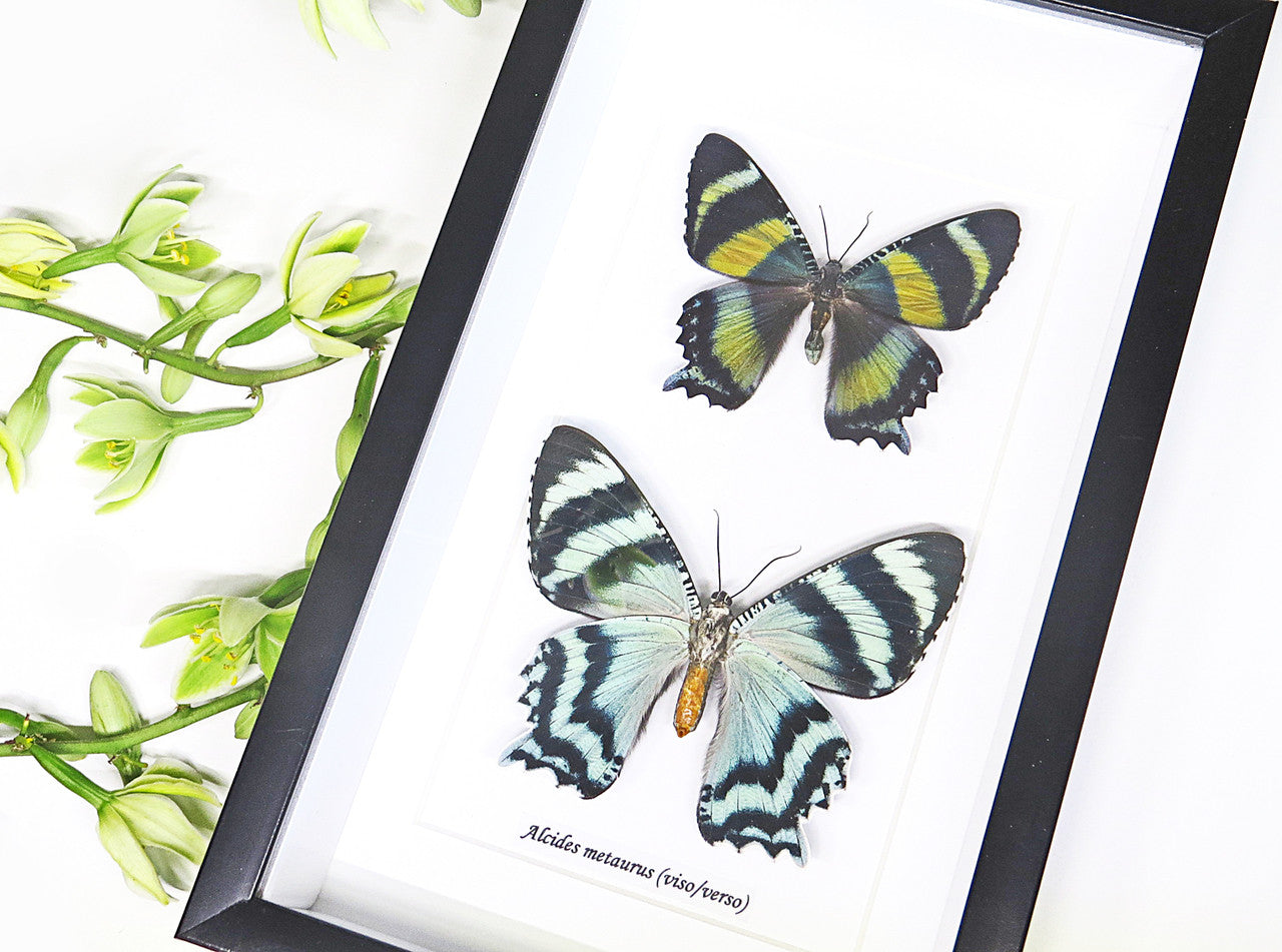 Australian moth Alcides metaurus Bits & Bugs 