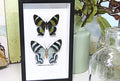 Australian moth Alcides metaurus Bits & Bugs