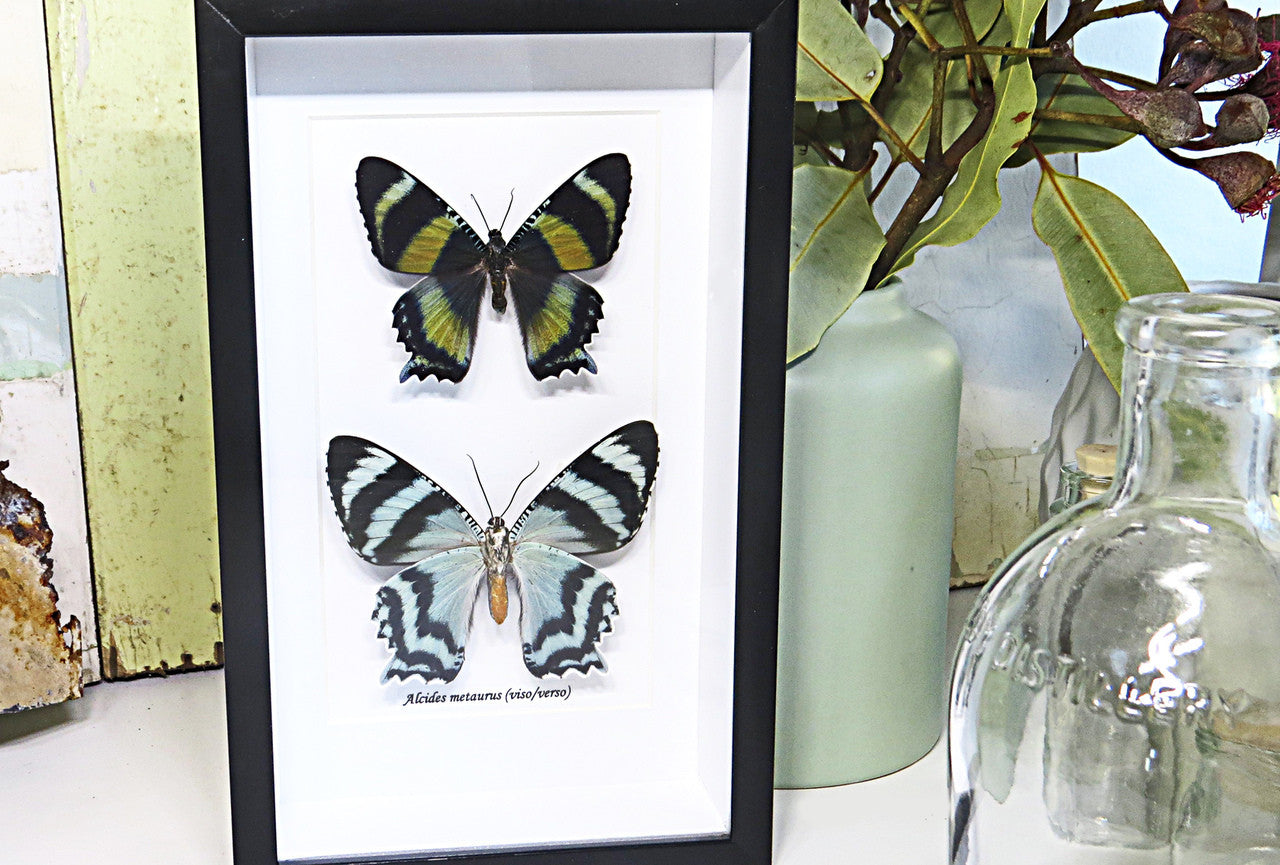 Australian moth Alcides metaurus Bits & Bugs