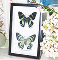 Alcides orontes Bits & Bugs 