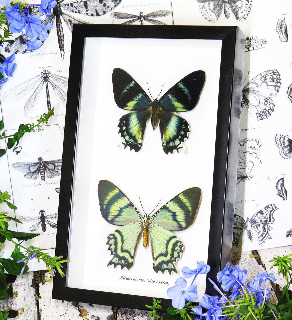 Alcides orontes Bits & Bugs 