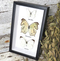 White Butterfly trio