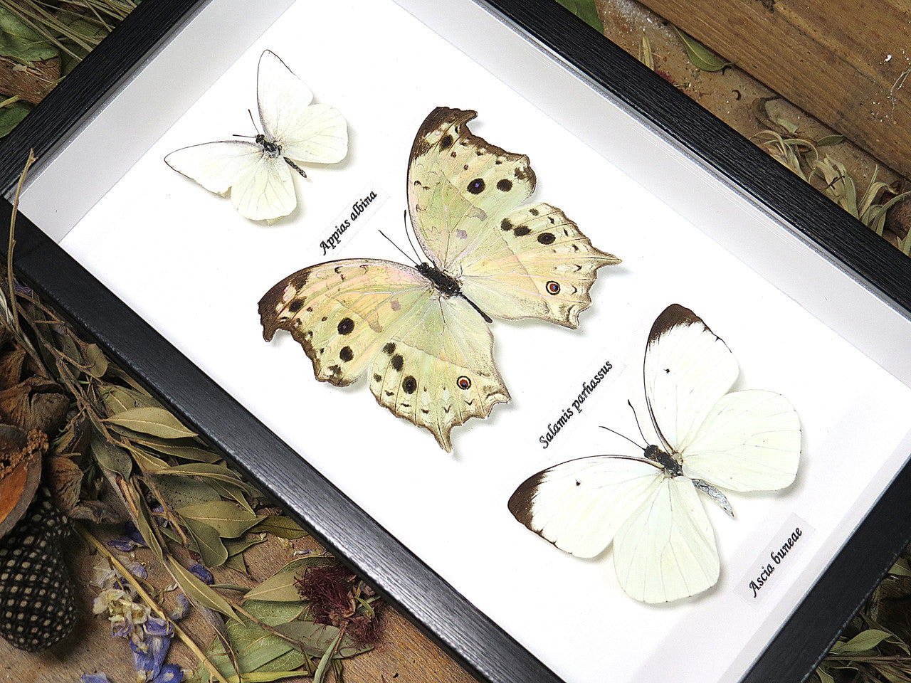 White Butterfly trio