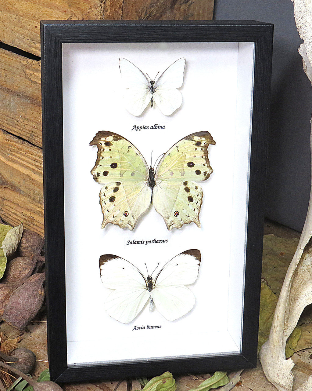 White Butterfly trio