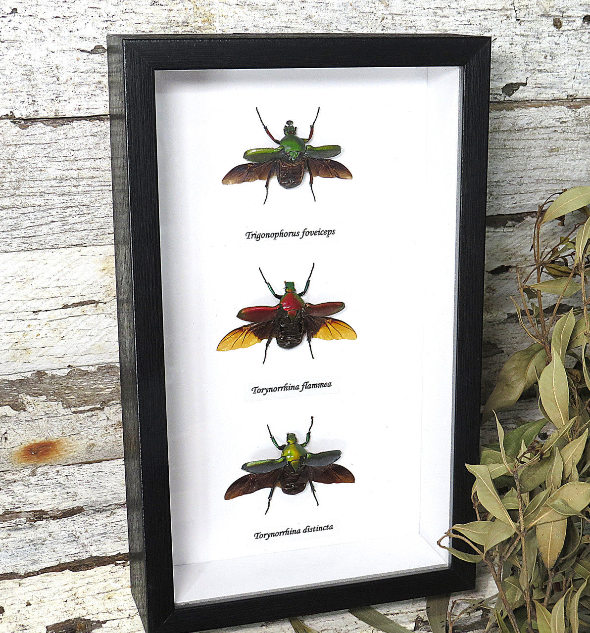 Bug combination 3