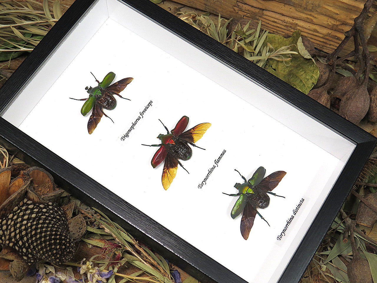 Bug combination 3