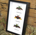 Bug combination 3