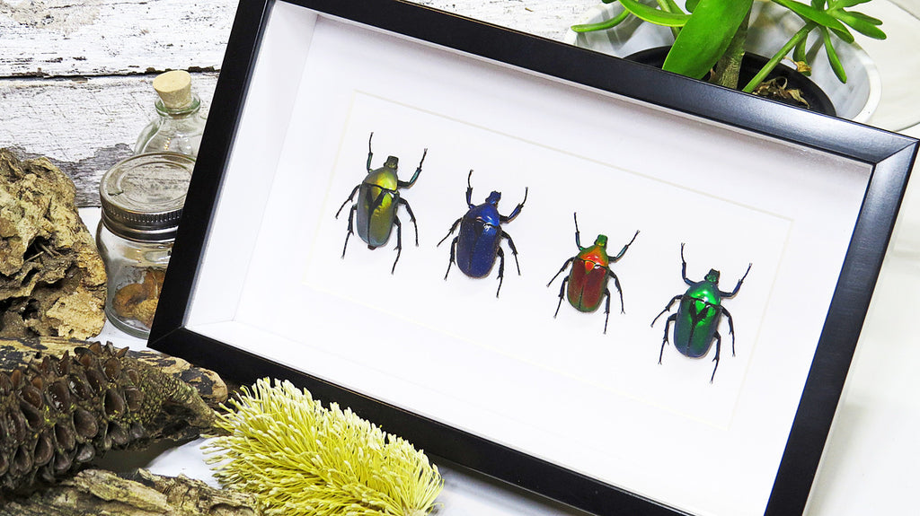 Flower beetles Bits & Bugs 