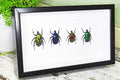 Flower beetles Bits & Bugs 