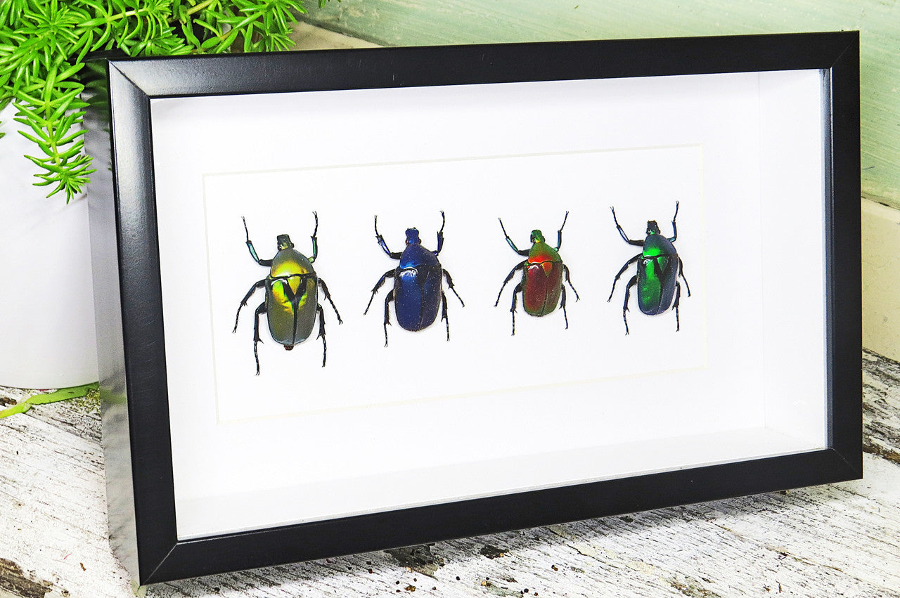 Flower beetles Bits & Bugs 