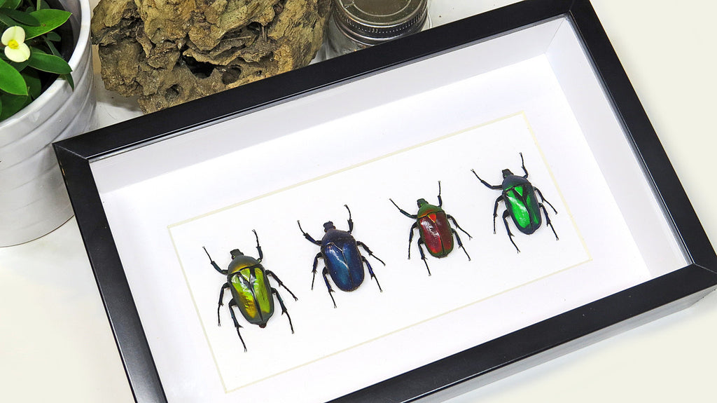 Flower beetles Bits & Bugs 