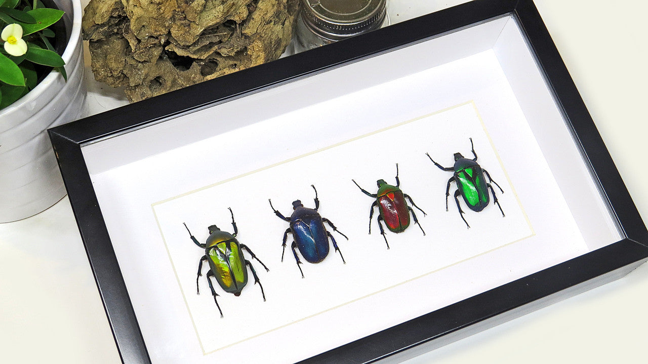 Flower beetles Bits & Bugs 