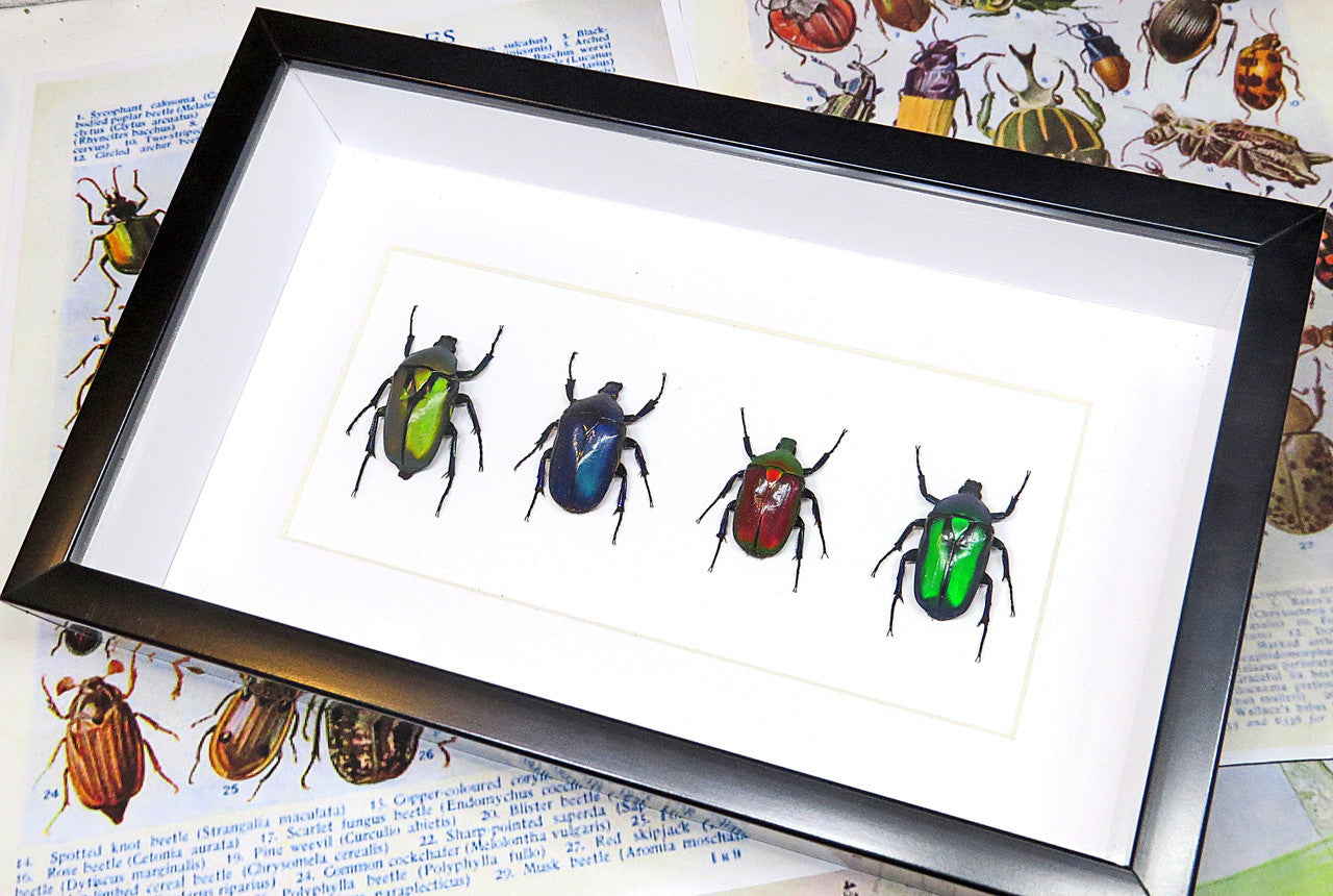 Flower beetles Bits & Bugs 