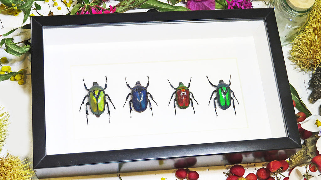 Flower beetles Bits & Bugs 