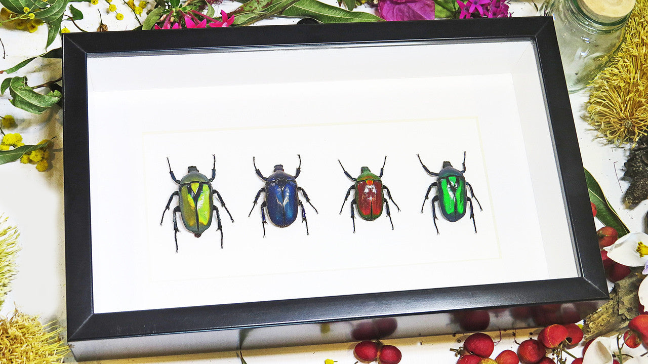 Flower beetles Bits & Bugs 