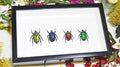 Flower beetles Bits & Bugs 