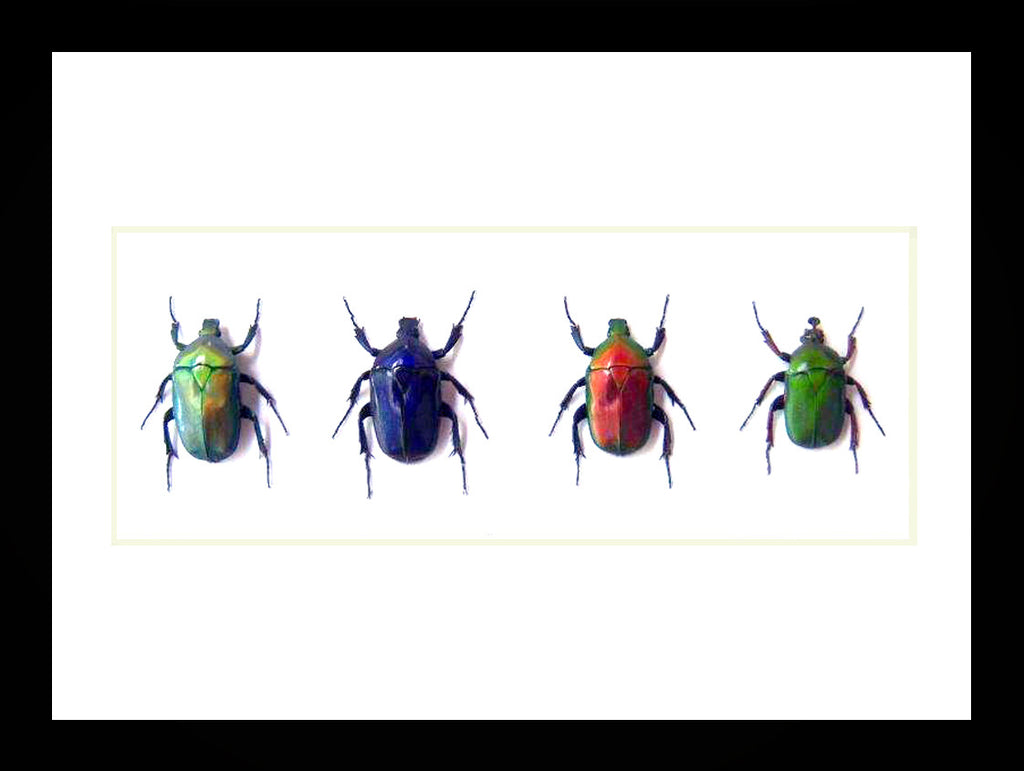 Flower beetles Bits & Bugs 