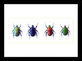 Flower beetles Bits & Bugs 