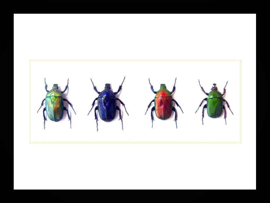 Flower beetles Bits & Bugs 