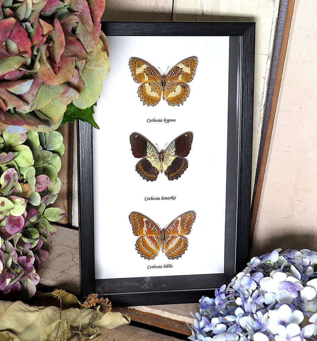Cethosia butterfly