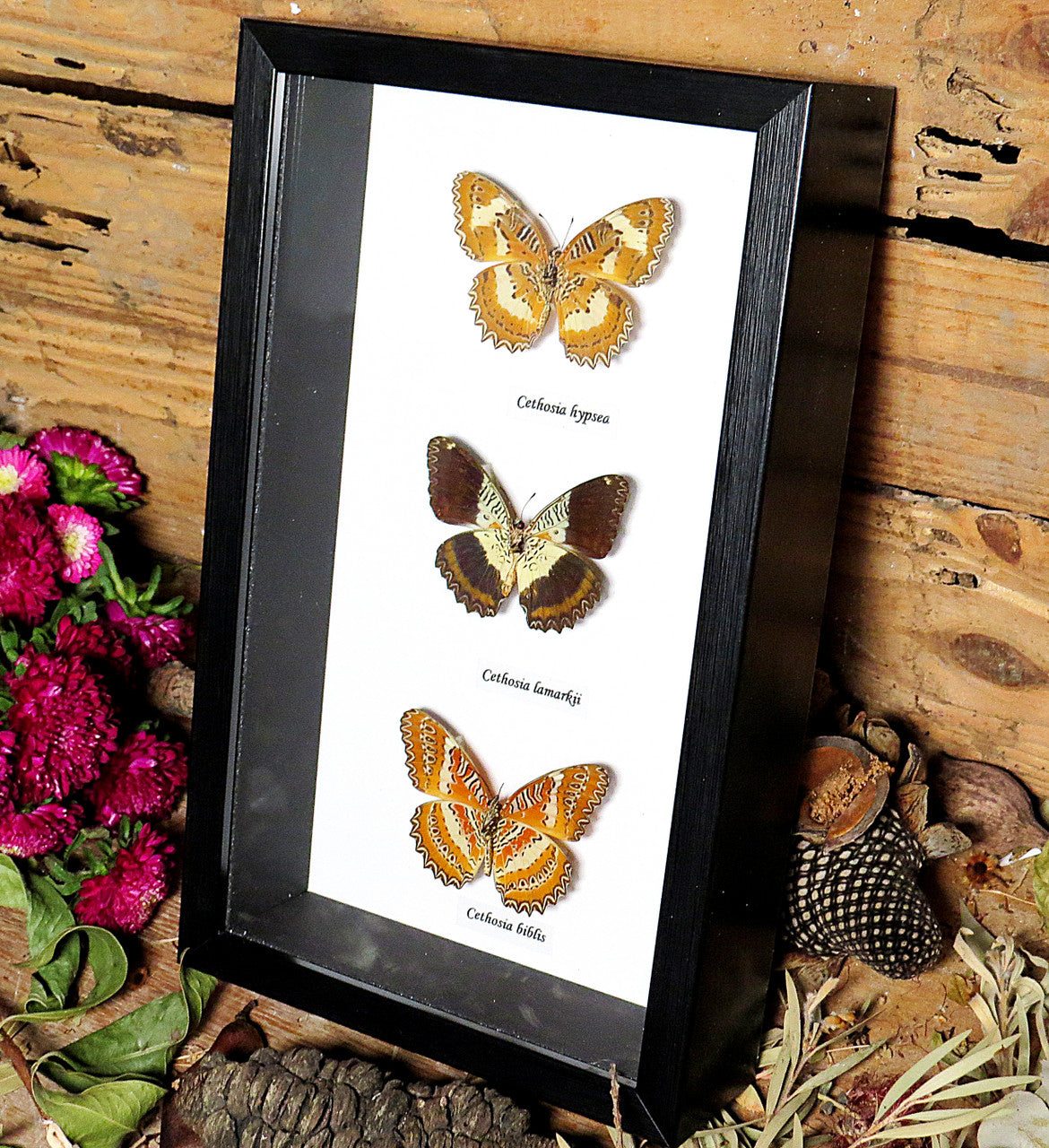 Cethosia butterfly