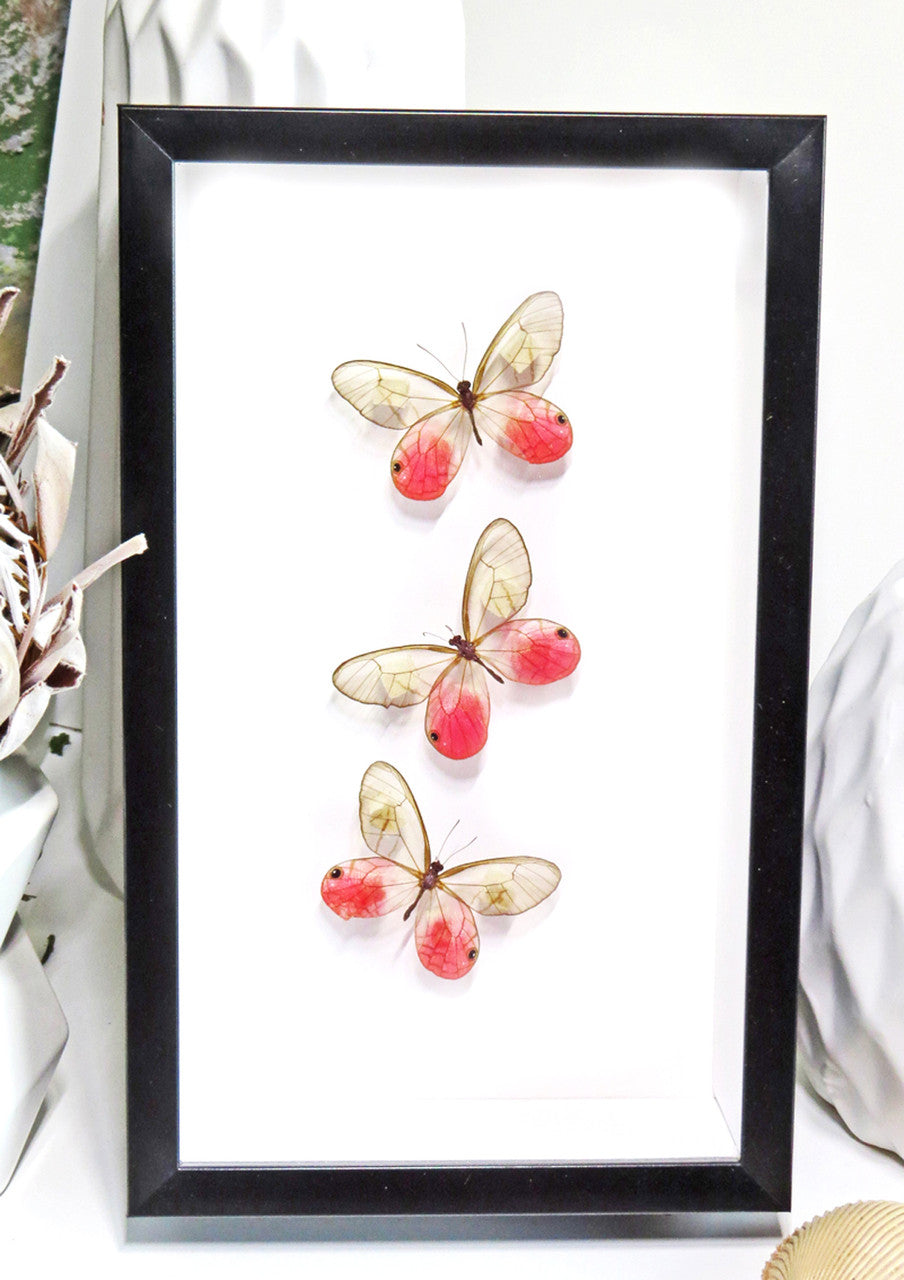 Cithaerias aurorina