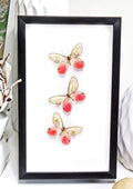 Cithaerias aurorina