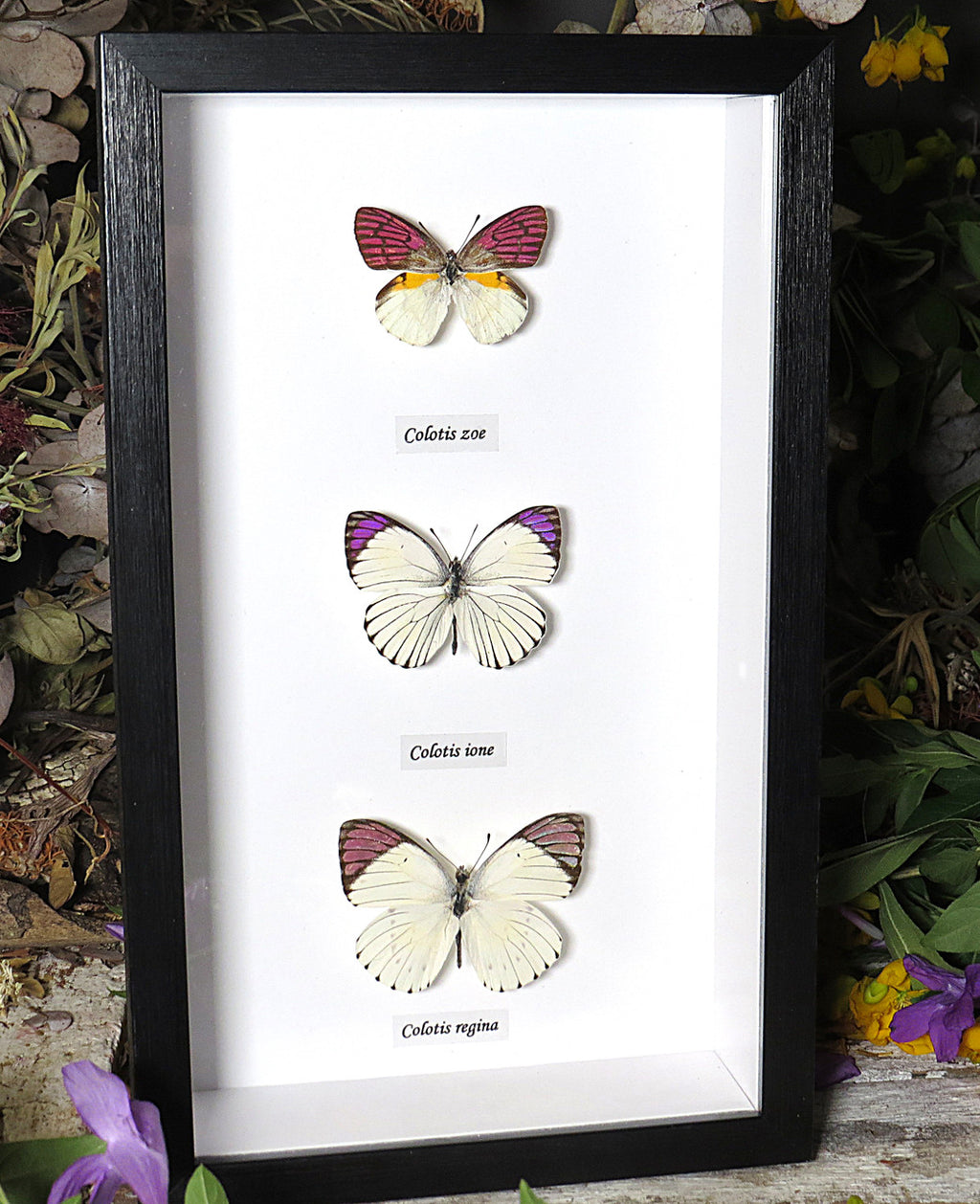 Colotis regina Colotis ione Colotis zoe 